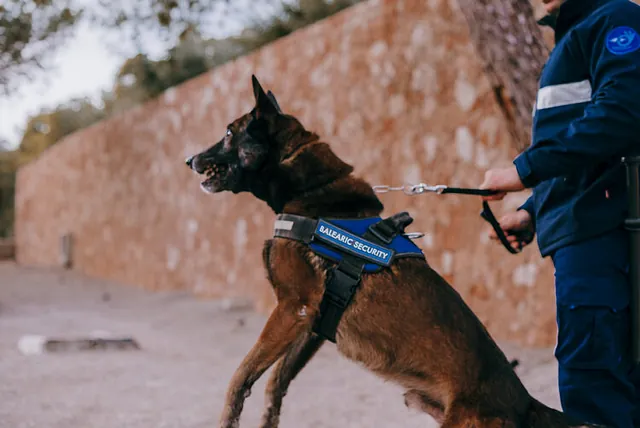 seguridad con perro